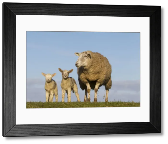 Framed Print : Picture No. 11672482 Framed Print : Picture No. 11672482