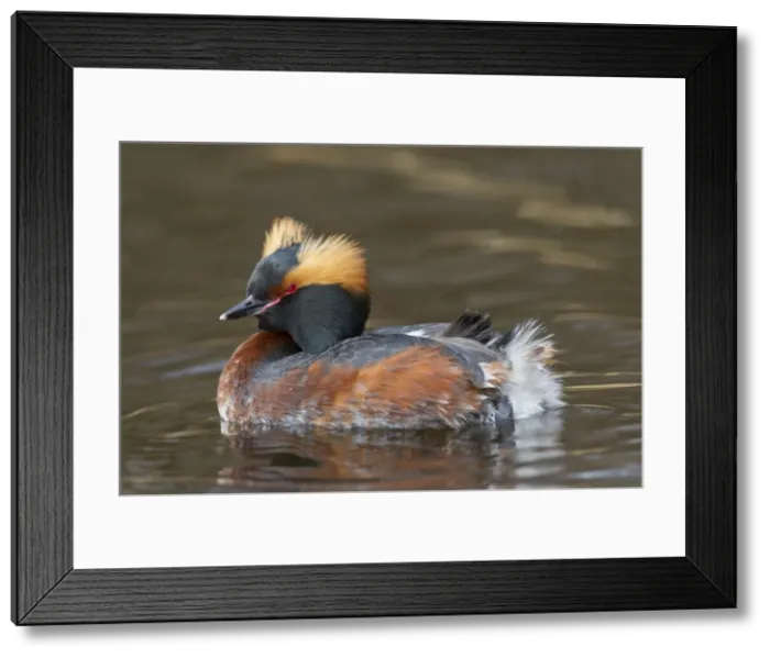 Framed Print : Picture No. 11672486 Framed Print : Picture No. 11672486