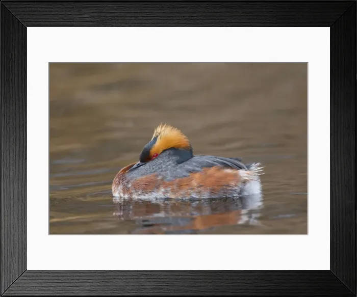 Framed Print : Picture No. 11672488 Framed Print : Picture No. 11672488