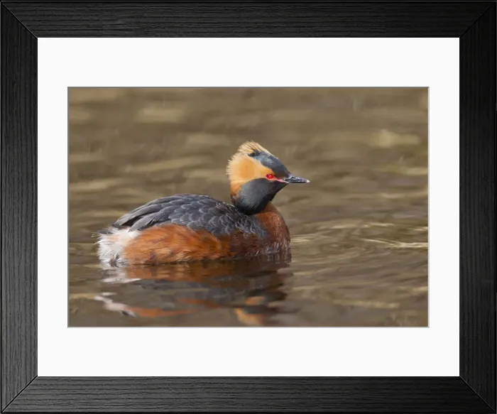Framed Print : Picture No. 11672487 Framed Print : Picture No. 11672487