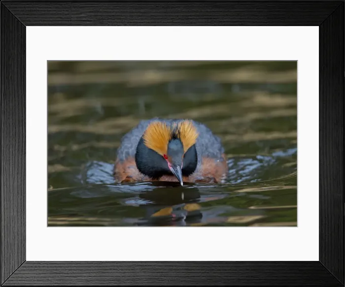 Framed Print : Picture No. 11672489 Framed Print : Picture No. 11672489