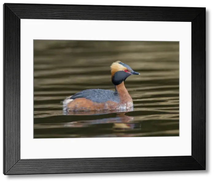 Framed Print : Picture No. 11672490 Framed Print : Picture No. 11672490