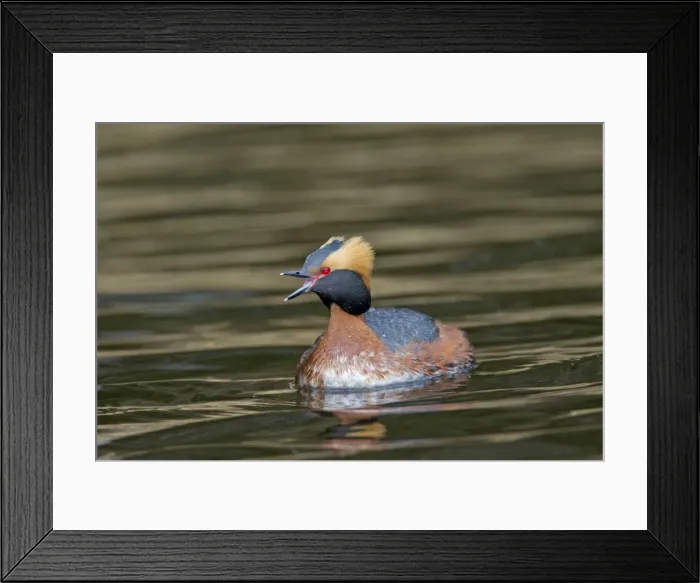Framed Print : Picture No. 11672491 Framed Print : Picture No. 11672491