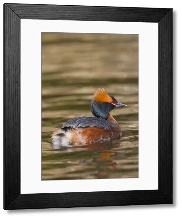 Framed Print : Picture No. 11672492 Framed Print : Picture No. 11672492
