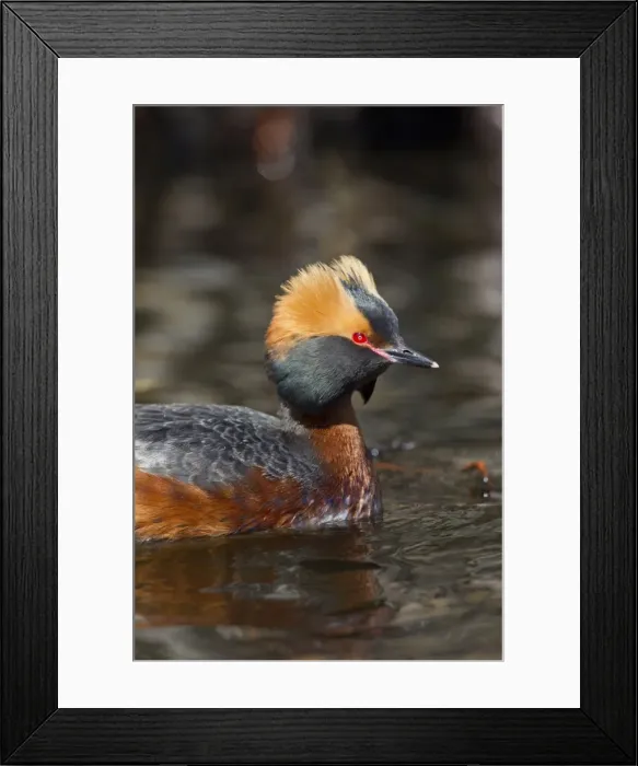 Framed Print : Picture No. 11672493 Framed Print : Picture No. 11672493