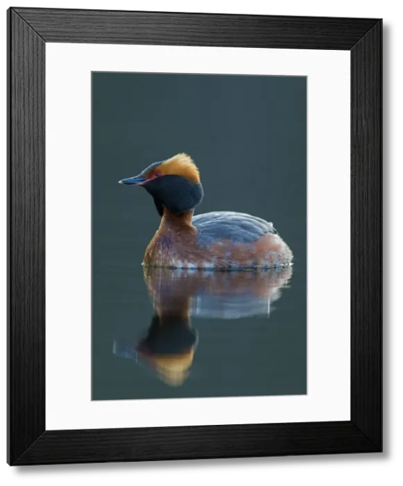 Framed Print : Picture No. 11672494 Framed Print : Picture No. 11672494