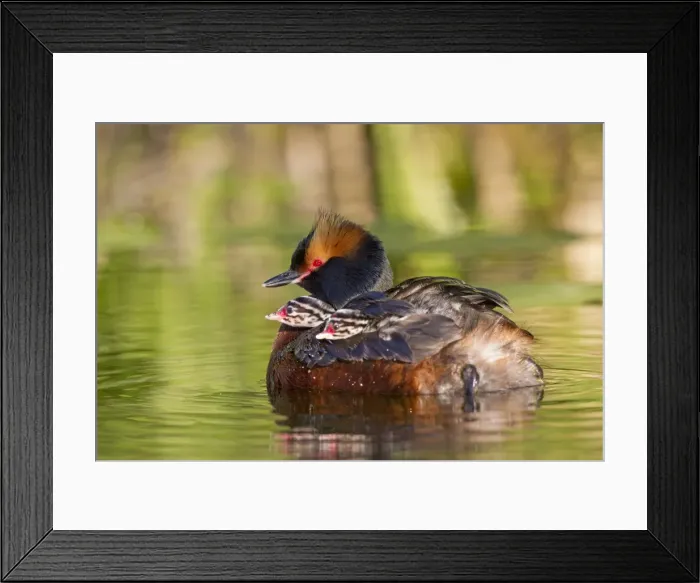 Framed Print : Picture No. 11672495 Framed Print : Picture No. 11672495