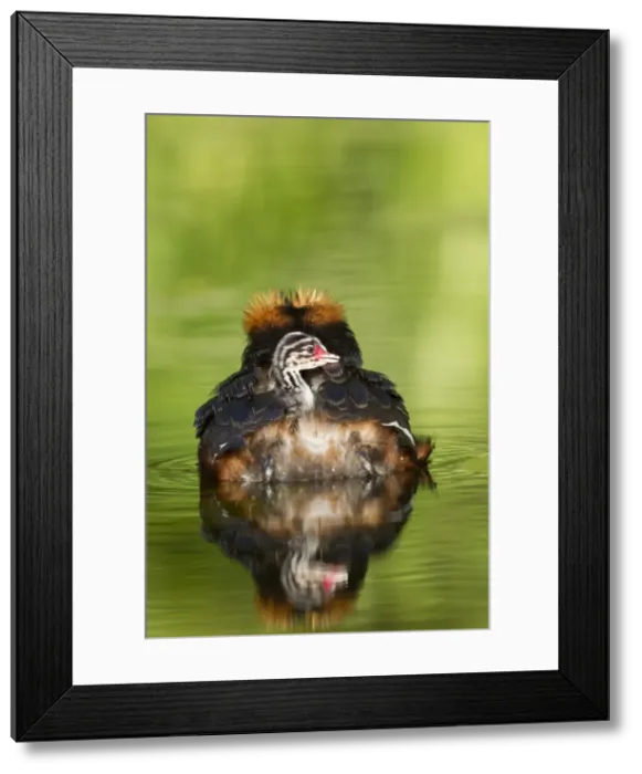 Framed Print : Picture No. 11672496 Framed Print : Picture No. 11672496