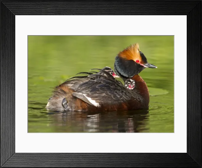 Framed Print : Picture No. 11672497 Framed Print : Picture No. 11672497