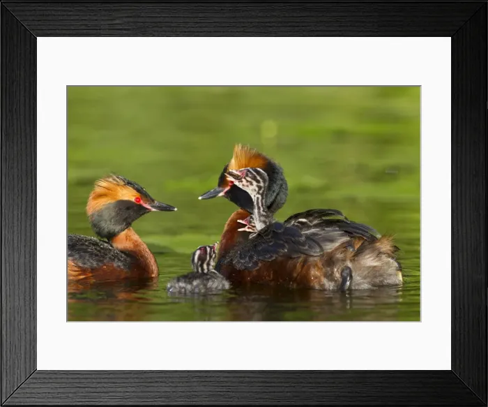 Framed Print : Picture No. 11672498 Framed Print : Picture No. 11672498