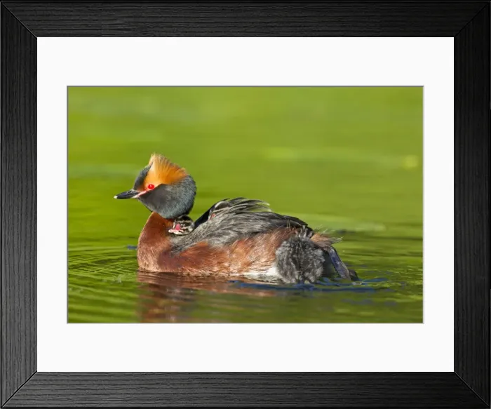Framed Print : Picture No. 11672499 Framed Print : Picture No. 11672499