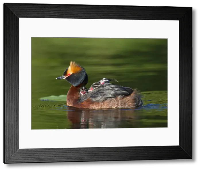 Framed Print : Picture No. 11672500 Framed Print : Picture No. 11672500