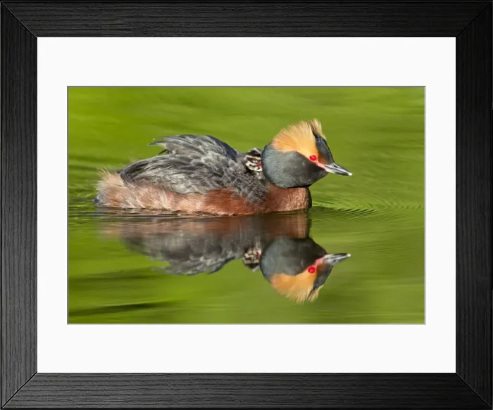 Framed Print : Picture No. 11672501 Framed Print : Picture No. 11672501