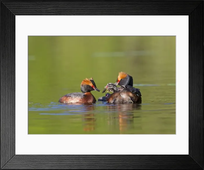 Framed Print : Picture No. 11672503 Framed Print : Picture No. 11672503
