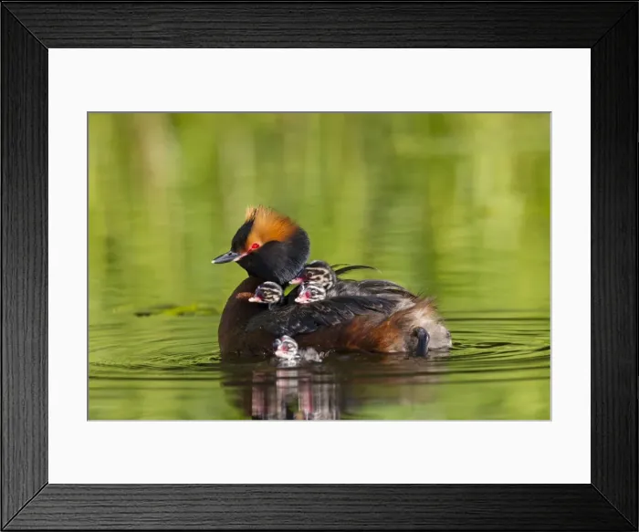 Framed Print : Picture No. 11672502 Framed Print : Picture No. 11672502