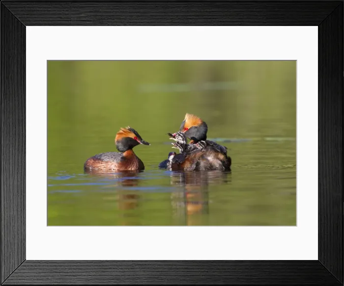 Framed Print : Picture No. 11672504 Framed Print : Picture No. 11672504