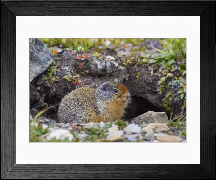 Framed Print : Picture No. 11672510 Framed Print : Picture No. 11672510
