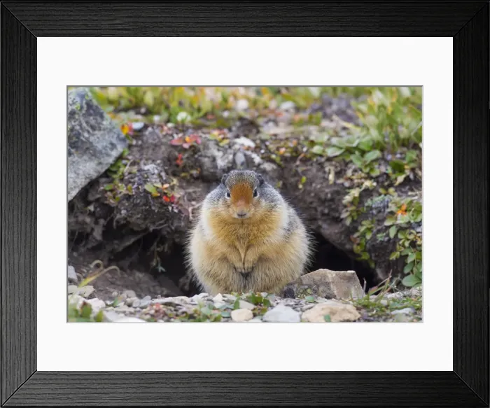 Framed Print : Picture No. 11672511 Framed Print : Picture No. 11672511