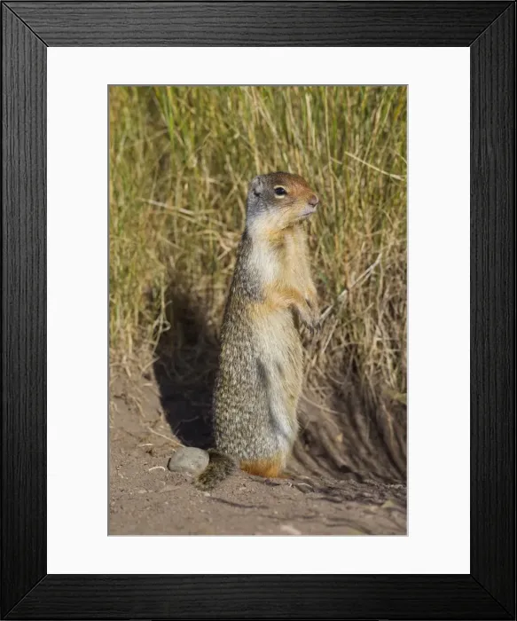 Framed Print : Picture No. 11672512 Framed Print : Picture No. 11672512