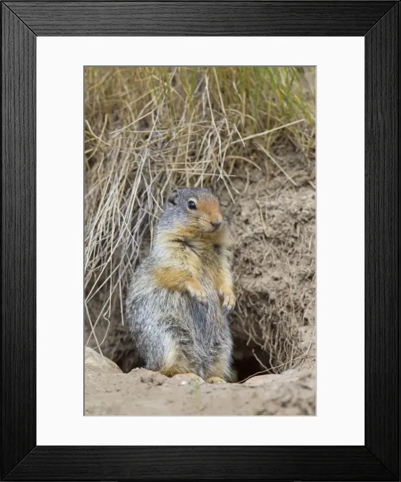 Framed Print : Picture No. 11672513 Framed Print : Picture No. 11672513