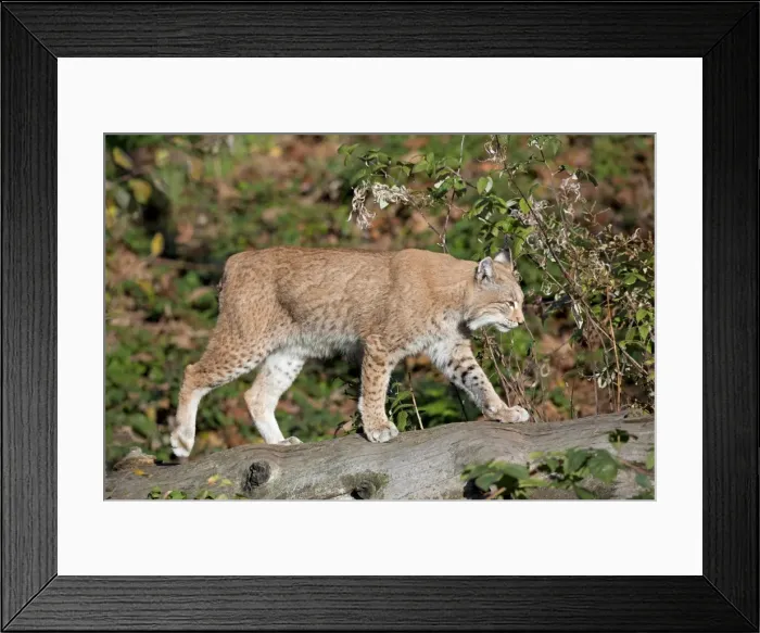 Framed Print : Picture No. 11672514 Framed Print : Picture No. 11672514