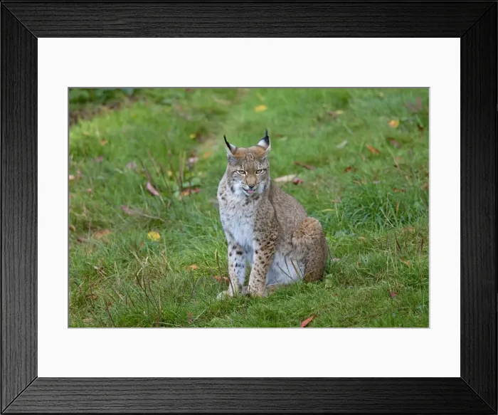 Framed Print : Picture No. 11672515 Framed Print : Picture No. 11672515
