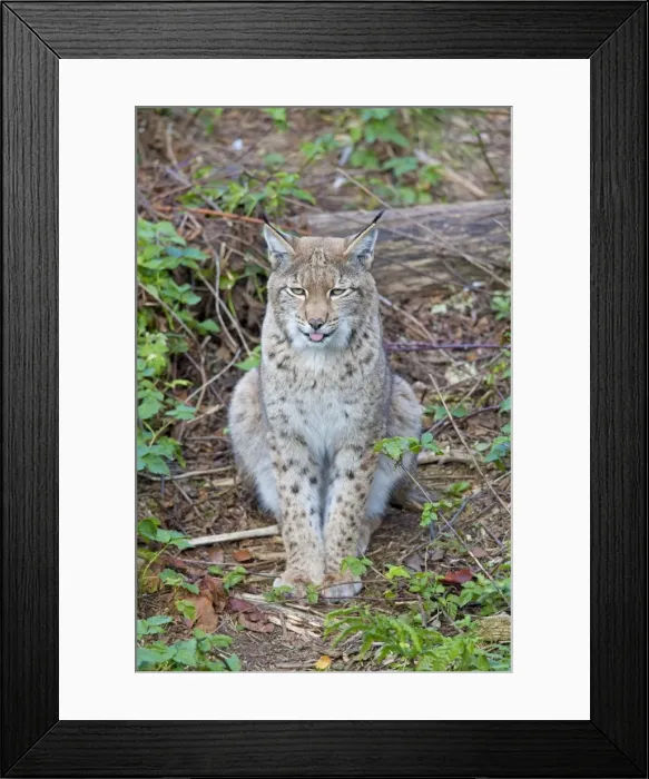 Framed Print : Picture No. 11672516 Framed Print : Picture No. 11672516