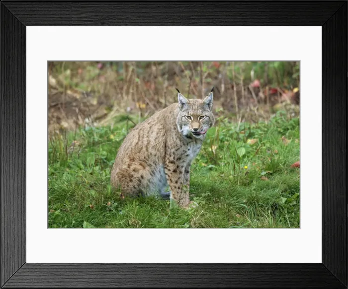 Framed Print : Picture No. 11672517 Framed Print : Picture No. 11672517