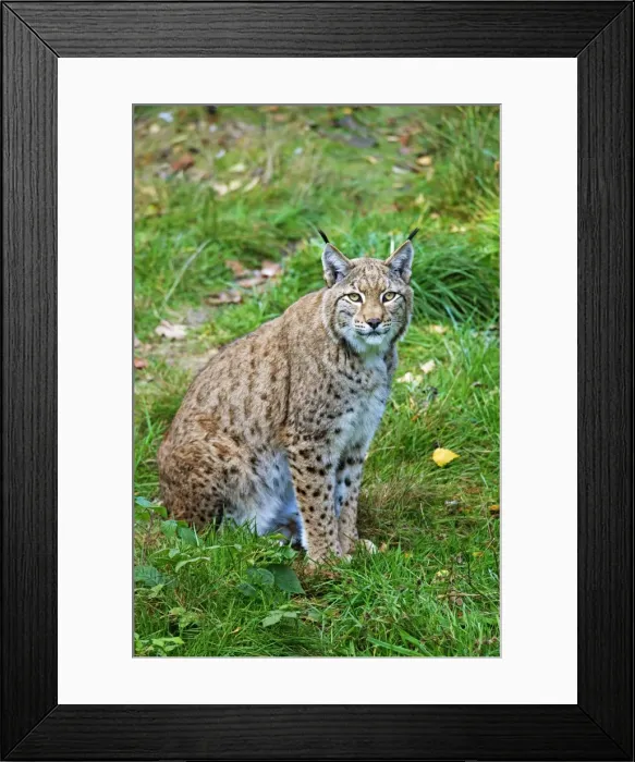 Framed Print : Picture No. 11672518 Framed Print : Picture No. 11672518