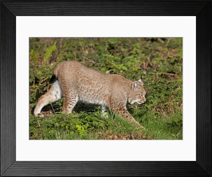 Framed Print : Picture No. 11672519 Framed Print : Picture No. 11672519