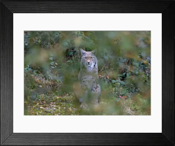 Framed Print : Picture No. 11672520 Framed Print : Picture No. 11672520