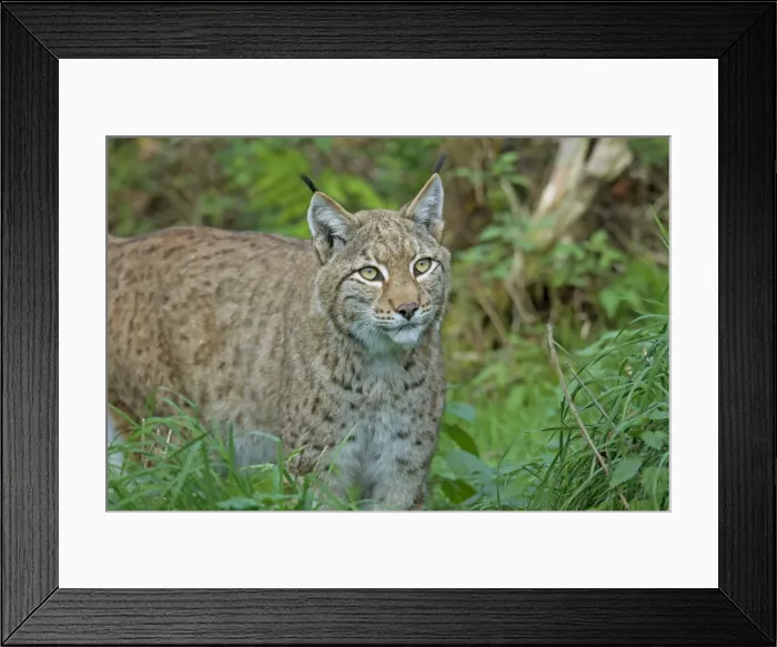 Framed Print : Picture No. 11672521 Framed Print : Picture No. 11672521