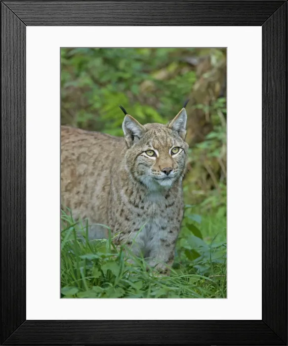 Framed Print : Picture No. 11672522 Framed Print : Picture No. 11672522