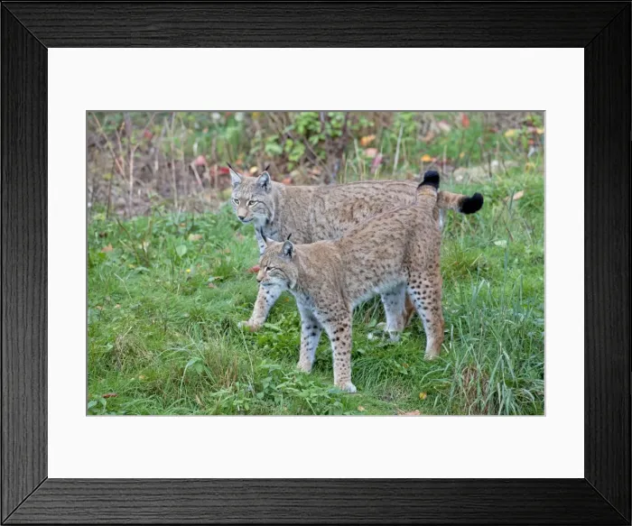 Framed Print : Picture No. 11672523 Framed Print : Picture No. 11672523