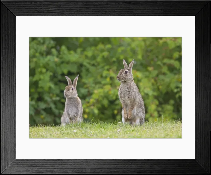 Framed Print : Picture No. 11672524 Framed Print : Picture No. 11672524