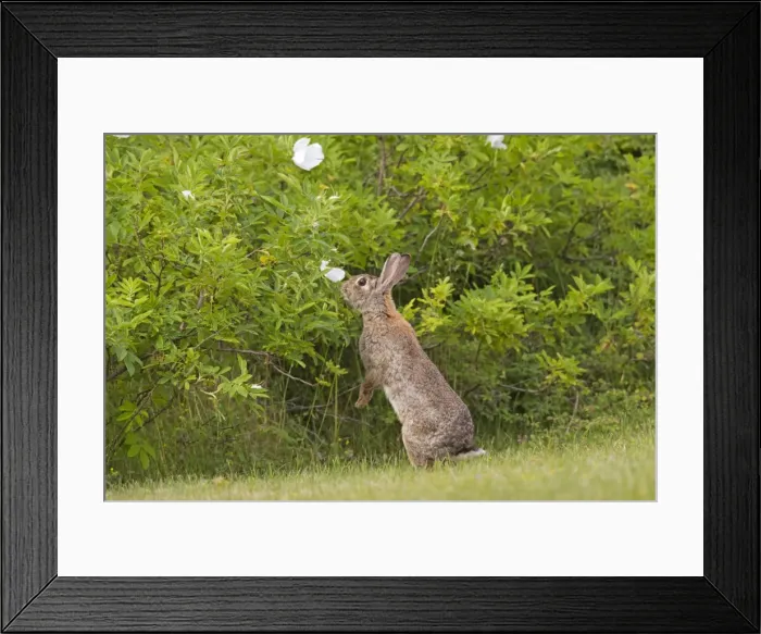 Framed Print : Picture No. 11672525 Framed Print : Picture No. 11672525