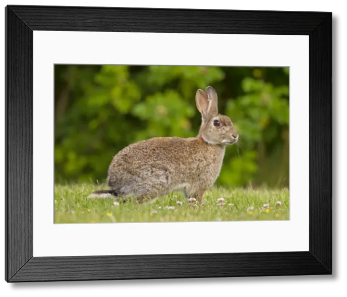 Framed Print : Picture No. 11672527 Framed Print : Picture No. 11672527