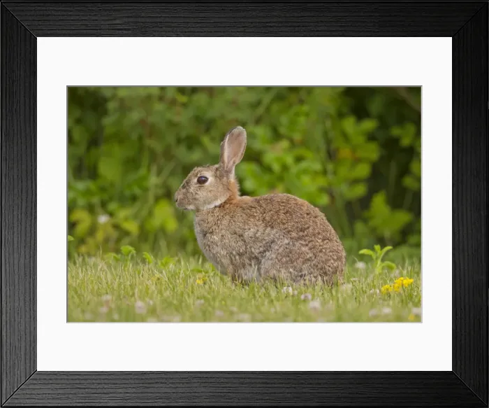 Framed Print : Picture No. 11672528 Framed Print : Picture No. 11672528
