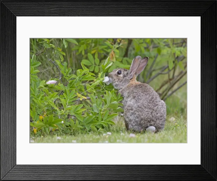 Framed Print : Picture No. 11672529 Framed Print : Picture No. 11672529