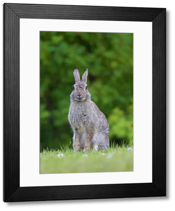 Framed Print : Picture No. 11672532 Framed Print : Picture No. 11672532