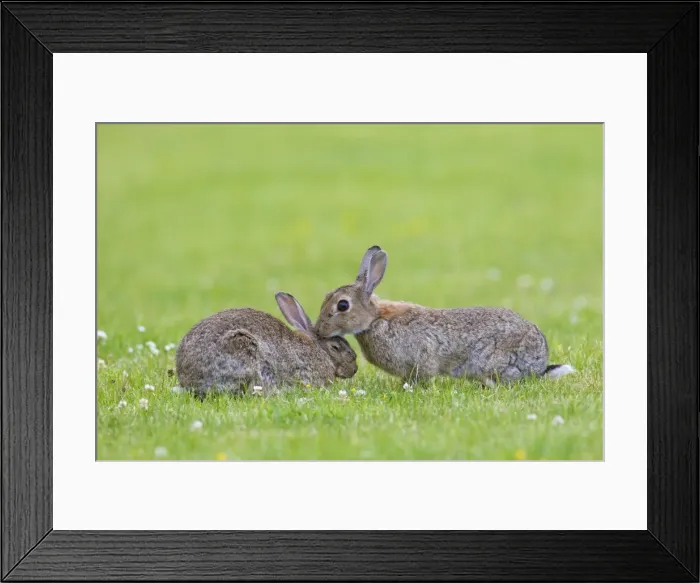 Framed Print : Picture No. 11672531 Framed Print : Picture No. 11672531