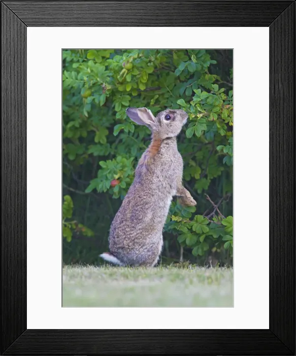 Framed Print : Picture No. 11672535