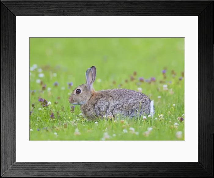 Framed Print : Picture No. 11672536 Framed Print : Picture No. 11672536