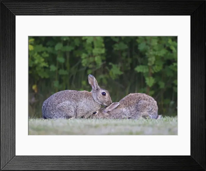 Framed Print : Picture No. 11672538 Framed Print : Picture No. 11672538