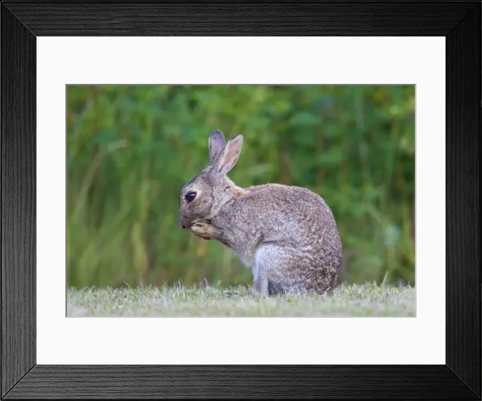 Framed Print : Picture No. 11672540 Framed Print : Picture No. 11672540