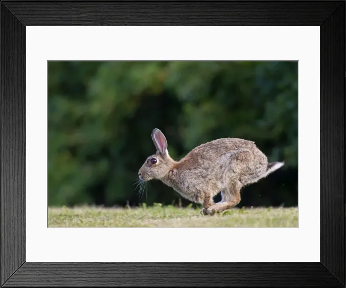 Framed Print : Picture No. 11672541 Framed Print : Picture No. 11672541