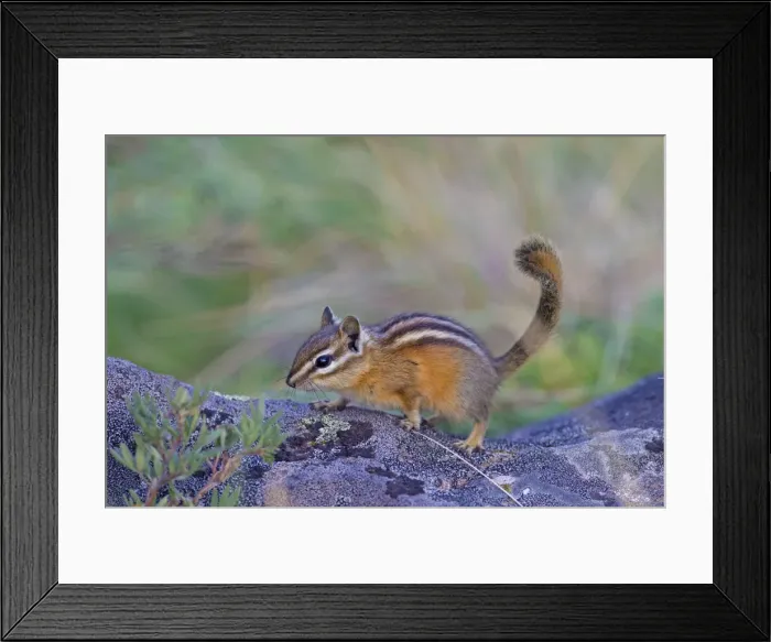 Framed Print : Picture No. 11672548 Framed Print : Picture No. 11672548