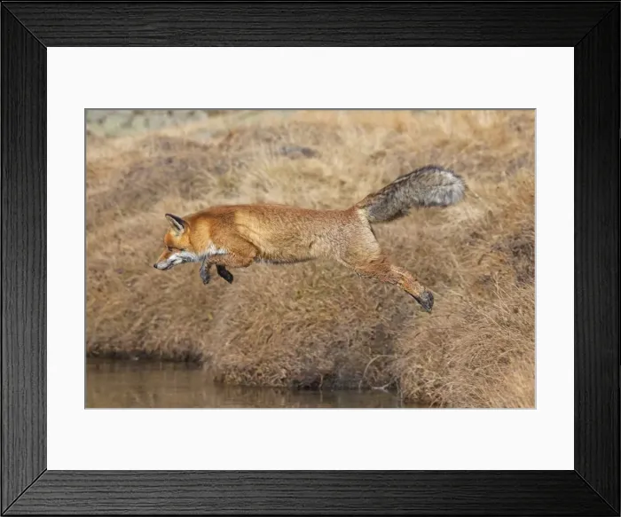 Framed Print : Picture No. 11672549 Framed Print : Picture No. 11672549