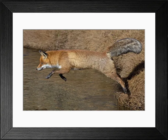 Framed Print : Picture No. 11672552 Framed Print : Picture No. 11672552