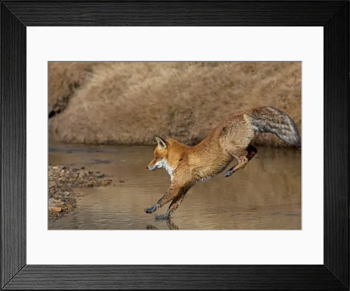 Framed Print : Picture No. 11672553 Framed Print : Picture No. 11672553